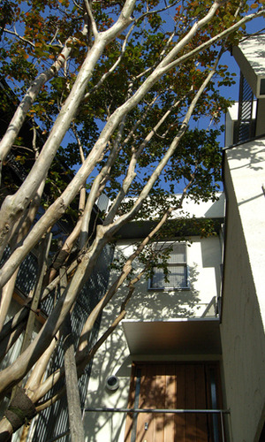 自然樹形のサルスベリと玄関