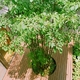 中庭のシンボルツリーとデッキ