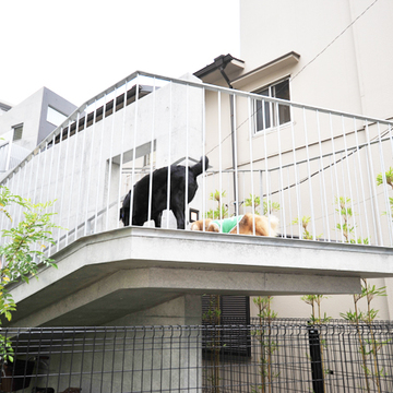 犬がくつろぐ階段スペース
