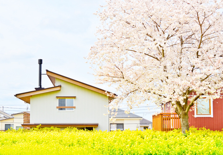 桜の季節