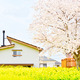 桜の季節