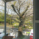 全面ガラスから見る桜