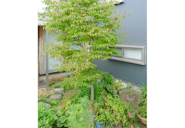 南側の庭(庭2)をみる